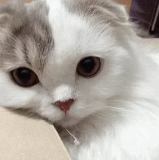 Стикер @Tohiy - 11