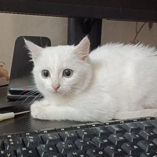 Беляш @Shrifty_textbot - 