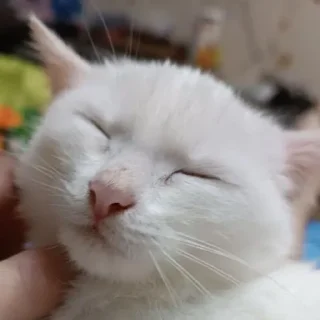 Sticker Беляш @Shrifty_textbot - 1