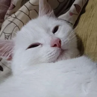 Sticker Беляш @Shrifty_textbot - 7