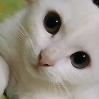 Sticker Беляш @Shrifty_textbot - 9