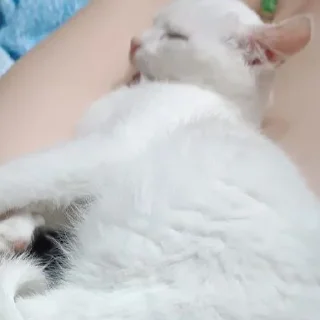 Sticker Беляш @Shrifty_textbot - 8