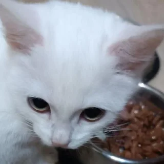 Sticker Беляш @Shrifty_textbot - 10