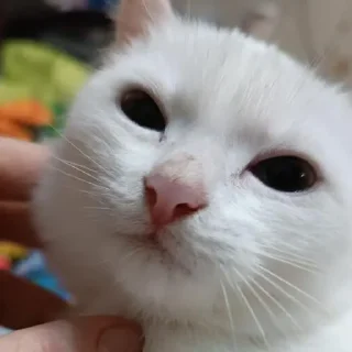 Sticker Беляш @Shrifty_textbot - 4