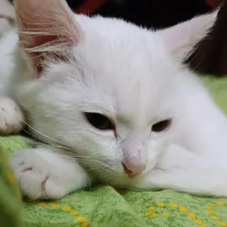 Sticker Беляш @Shrifty_textbot - 5