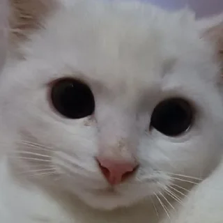 Sticker Беляш @Shrifty_textbot - 11