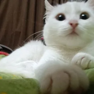 Sticker Беляш @Shrifty_textbot - 3