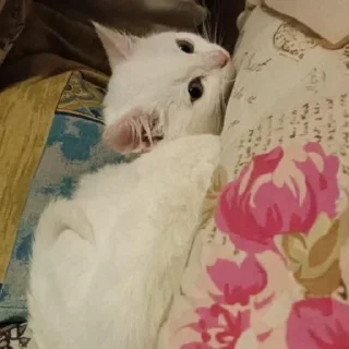 Sticker Беляш @Shrifty_textbot - 6