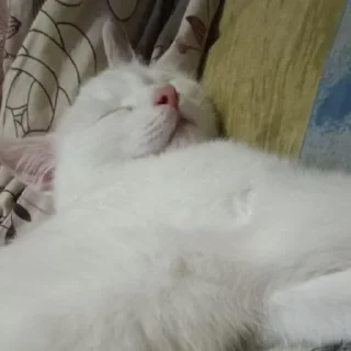 Sticker Беляш @Shrifty_textbot - 2