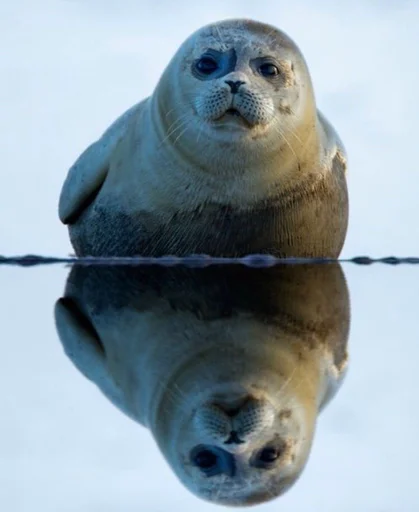 Sticker Sealmatcha - 1