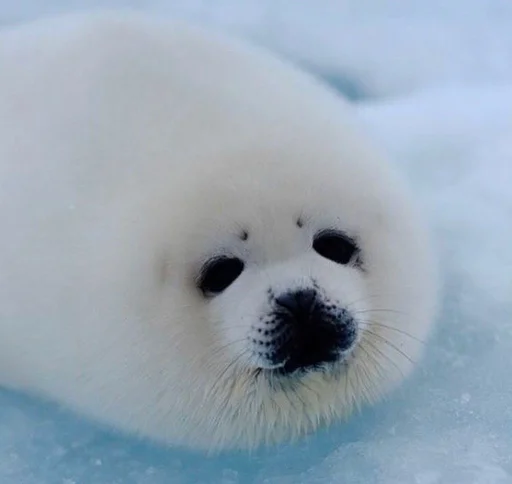 Sticker Sealmatcha - 1