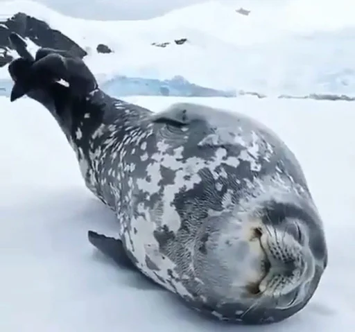 Sticker Sealmatcha - 1