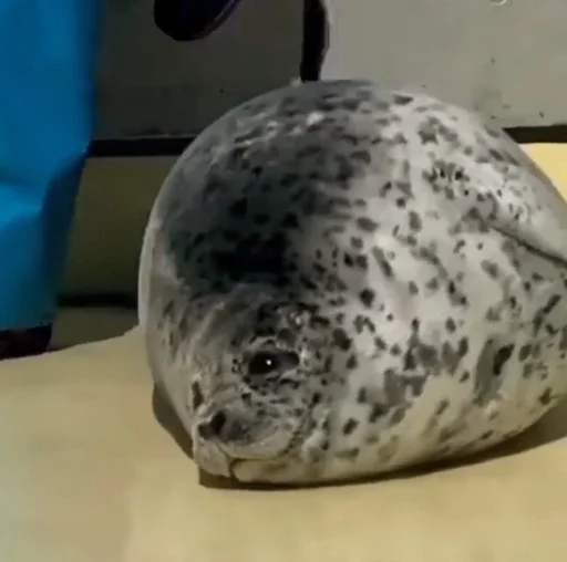 Sticker Sealmatcha - 1