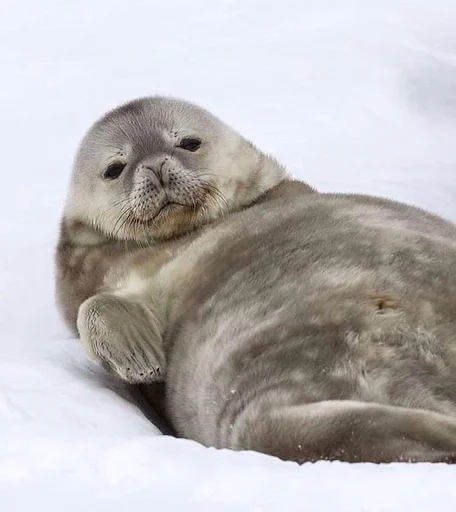 Sticker Sealmatcha - 1