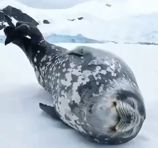 Стикер Seal 🐬 @pejoymatcha - 6