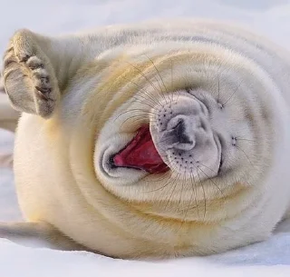 Стикер Seal 🐬 @pejoymatcha - 11