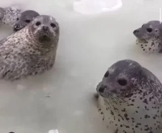 Стикер Seal 🐬 @pejoymatcha - 5