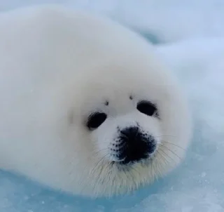 Стикер Seal 🐬 @pejoymatcha - 9