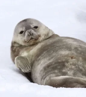 Стикер Seal 🐬 @pejoymatcha - 2