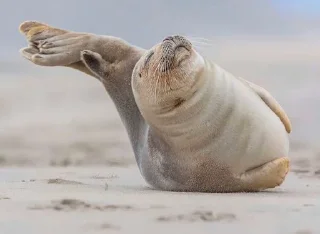 Стикер Seal 🐬 @pejoymatcha - 8