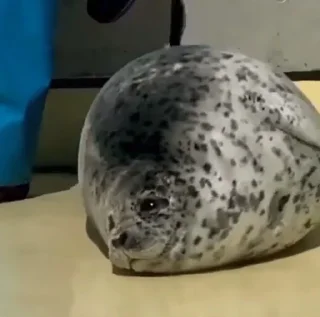 Стикер Seal 🐬 @pejoymatcha - 4