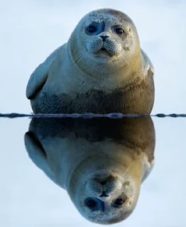 Стикер Seal 🐬 @pejoymatcha - 10