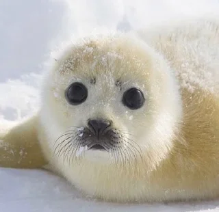 Стикер Seal 🐬 @pejoymatcha - 0