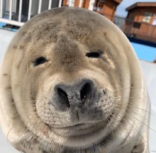 Стикер Seal 🐬 @pejoymatcha - 3