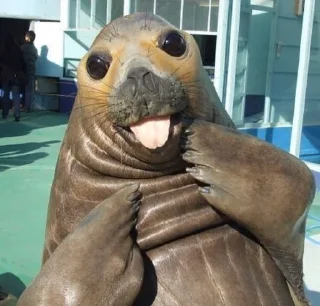 Стикер Seal 🐬 @pejoymatcha - 1