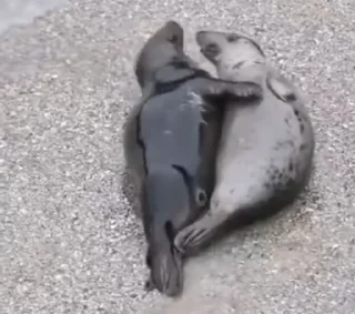 Стикер Seal 🐬 @pejoymatcha - 7