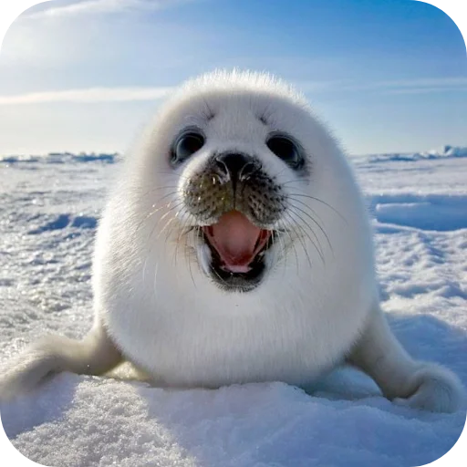 seals by @inteakiss ✮ - 
