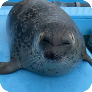 Стикер seals by @inteakiss ✮ - 8