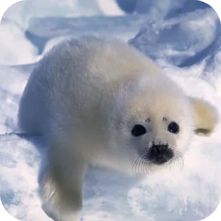 Стикер seals by @inteakiss ✮ - 5