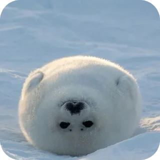 Стикер seals by @inteakiss ✮ - 1