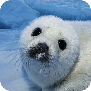 Стикер seals by @inteakiss ✮ - 9