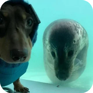 Стикер seals by @inteakiss ✮ - 6