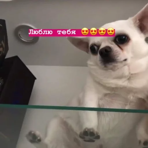 pet indoor dog breed