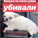 Себек - pet