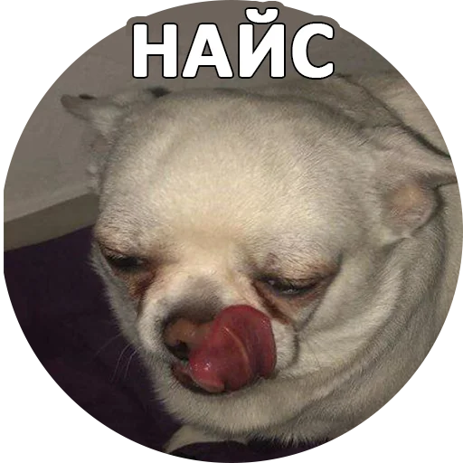 pet dog breed mammal