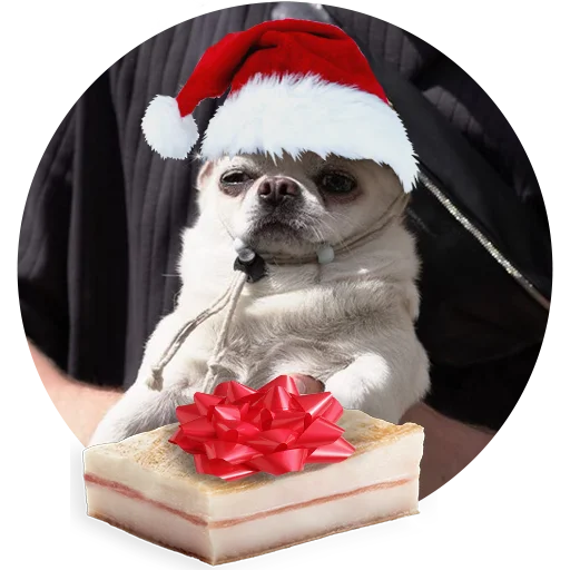 животное домашнее животное млекопитающее