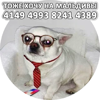 SebekBandit - домашнее животное