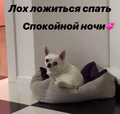 домашнее животное СМС комнатный