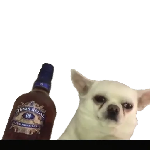 животное бутылка пить