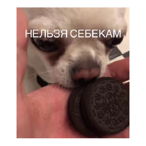 домашнее животное порода собак щенок