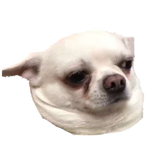 животное млекопитающее собака