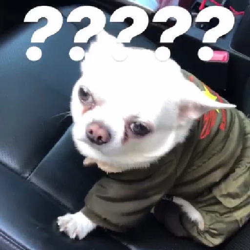 домашнее животное животное рыло