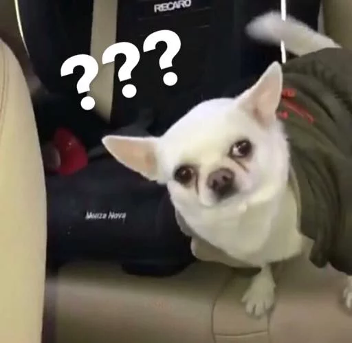 pet indoor chihuahua