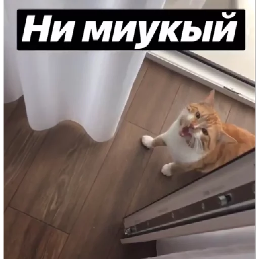 small to medium-sized cats felidae text