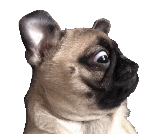 Стикер SecretPenisPack - 1