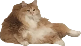 Sticker Secret Penis Pack - 1